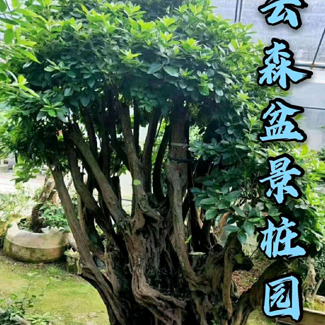 云森盆景桩园