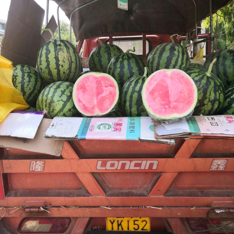 野鸭湖畔，西瓜王，广哥！