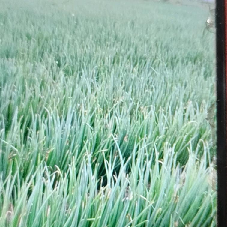 全年，365天12个月27万小时在线收葱