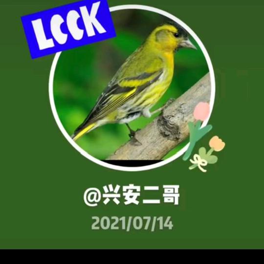 兴安二哥