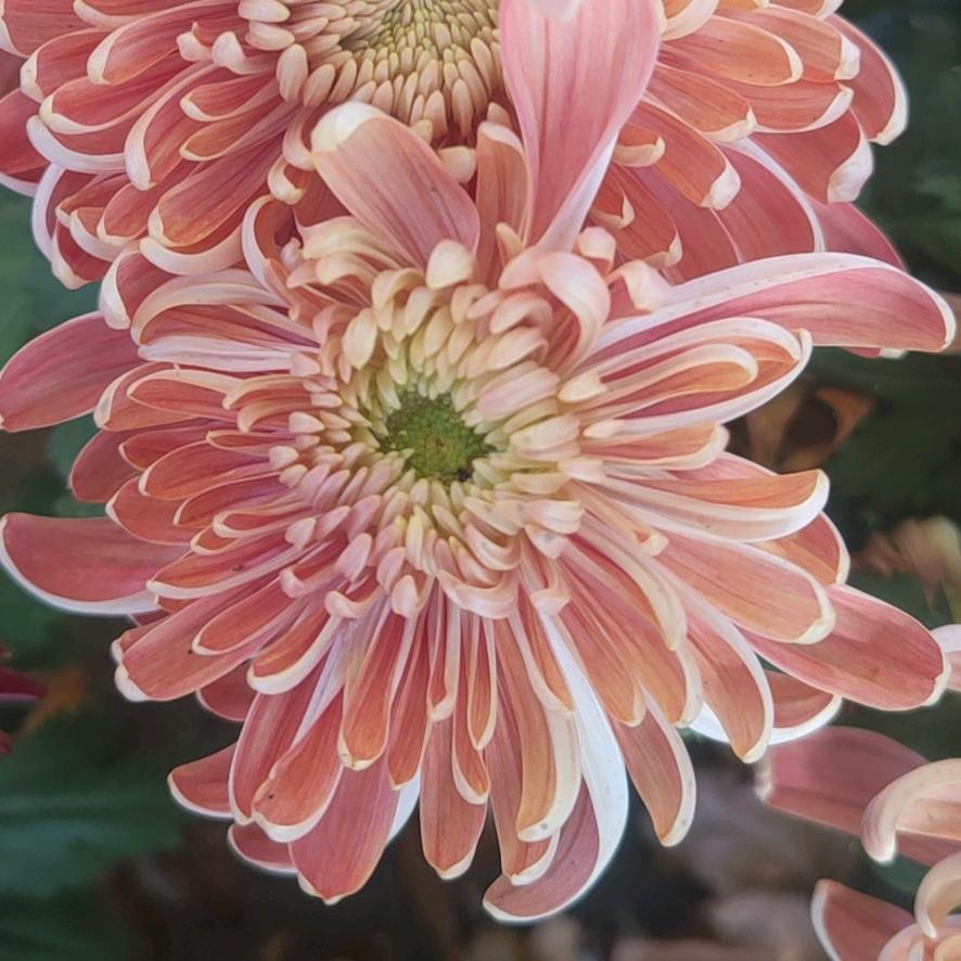 河南花卉菊花种植基地文雨
