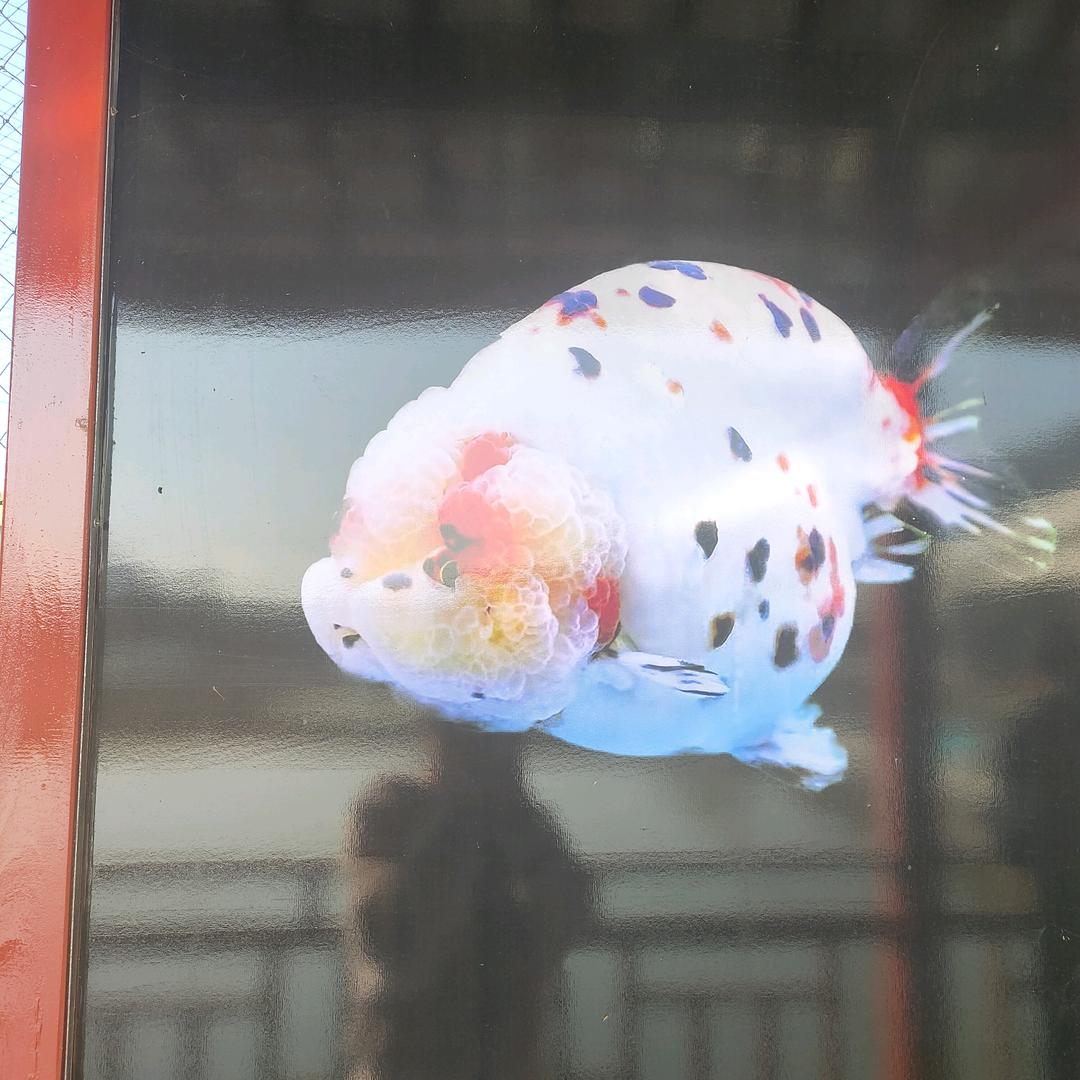 虎纠