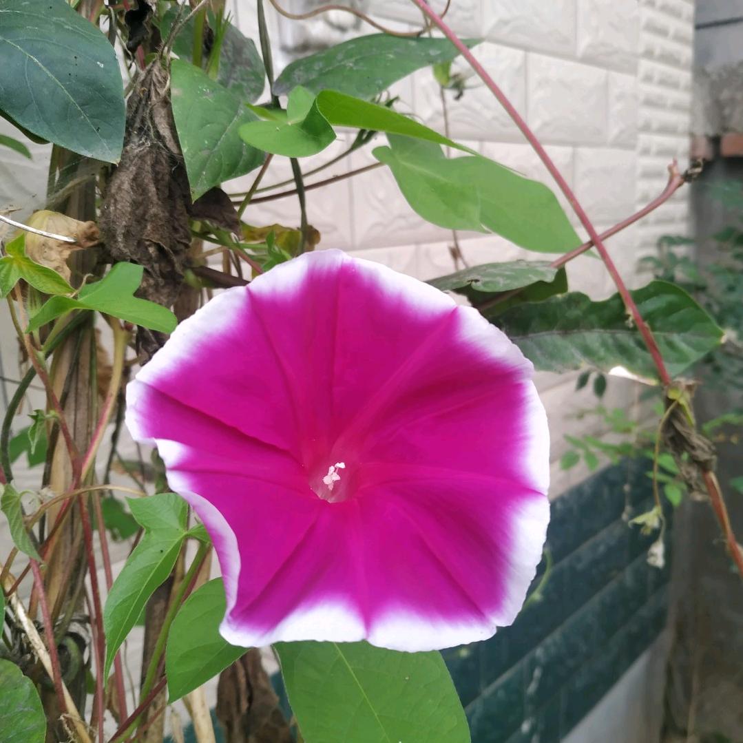 荣耀前延