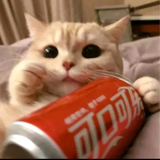 午后红茶