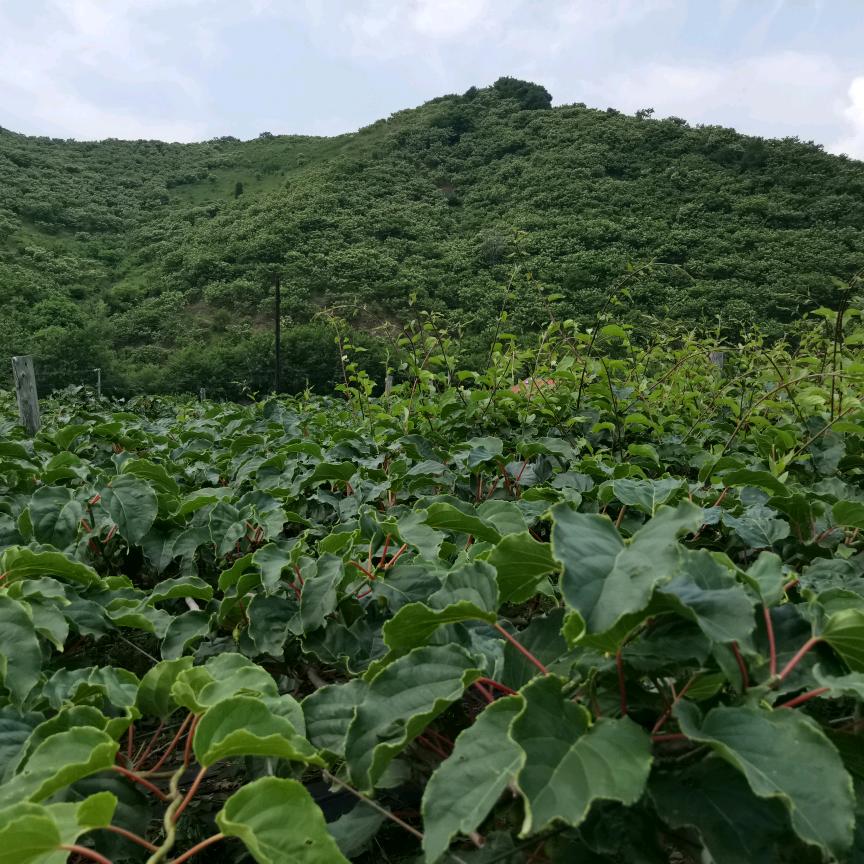 明阳果园