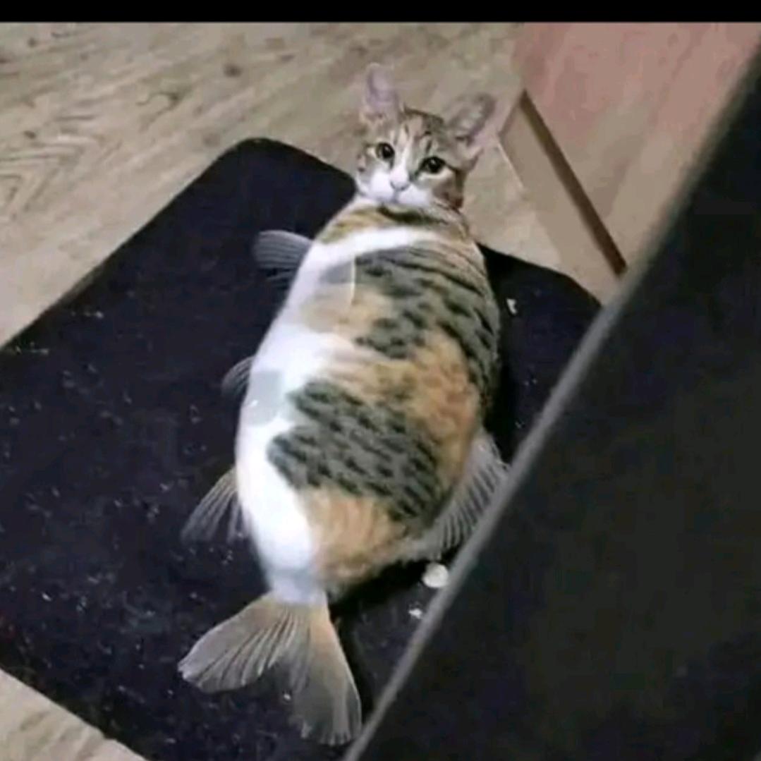 半只鱼