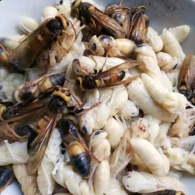破茧重生