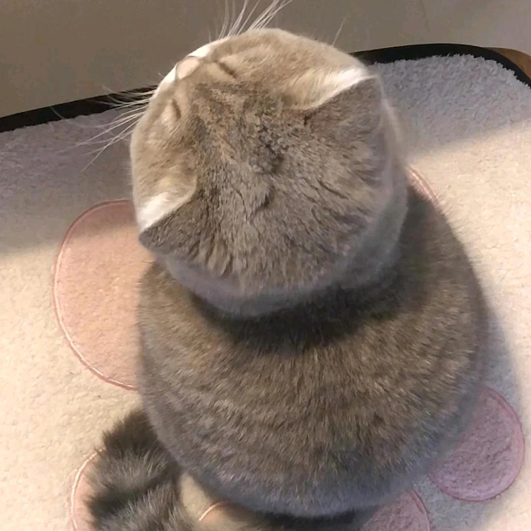 土豆喵
