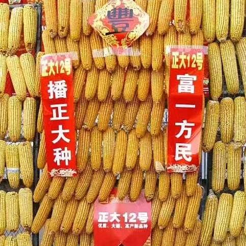 乡间一农夫(正大种业)