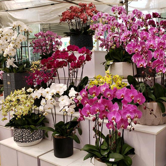 木子花卉