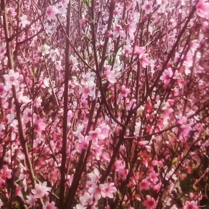 知音