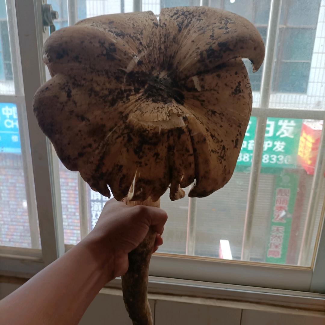 孤单还是我