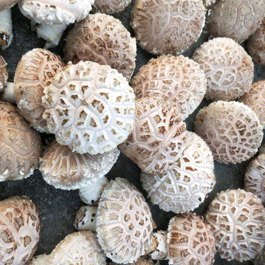 泌阳香菇种植陈