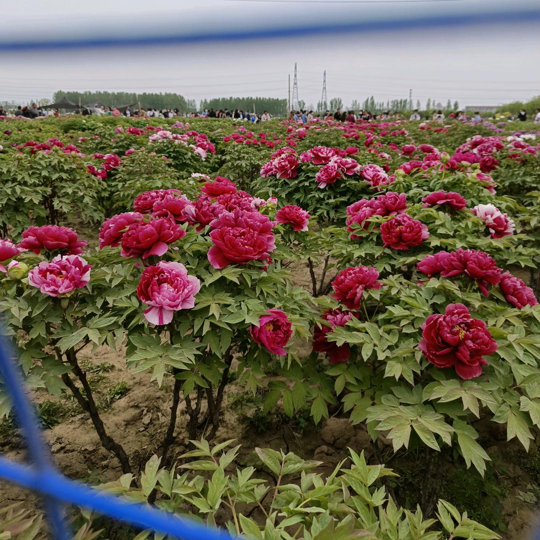 🌹一缕阳光🌹