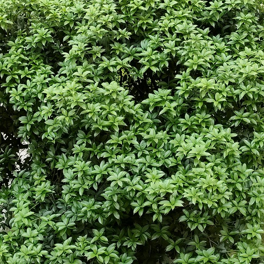 沉默是金$