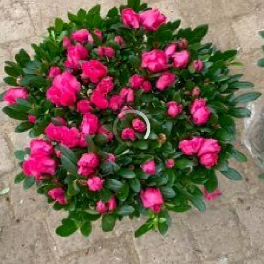 心若向阳花自开