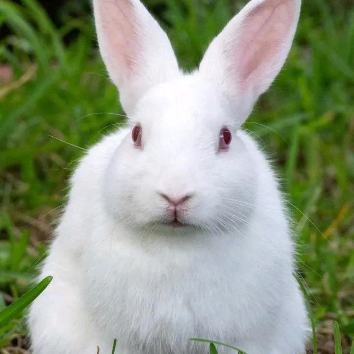 斩妖除魔，悟空驾到