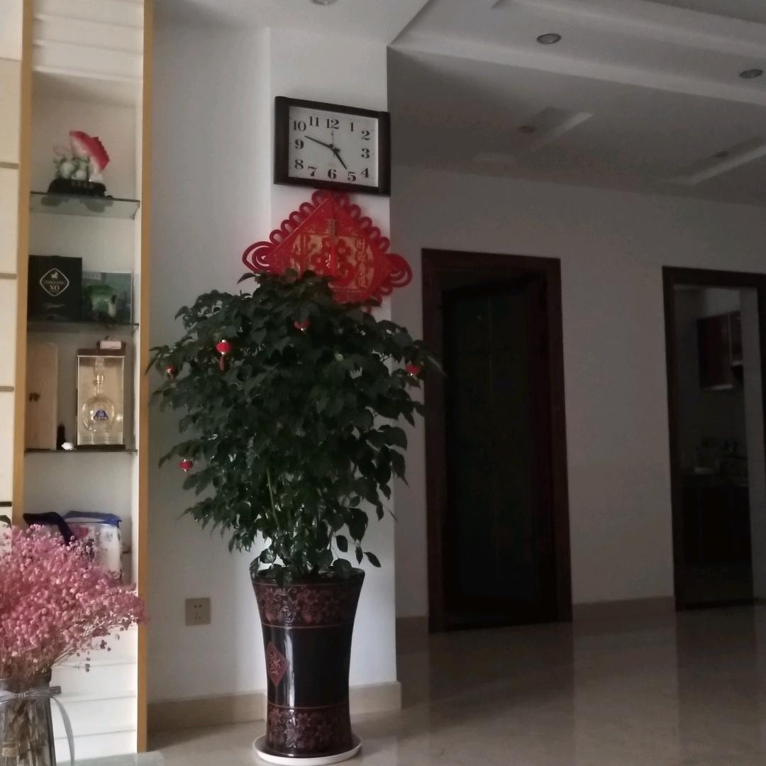 娇