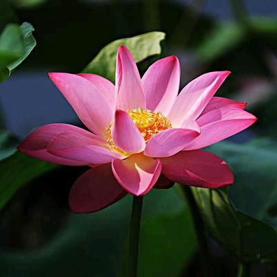 淡色阳光__