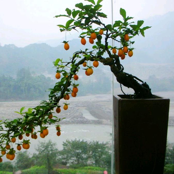 屠夫盆景山货