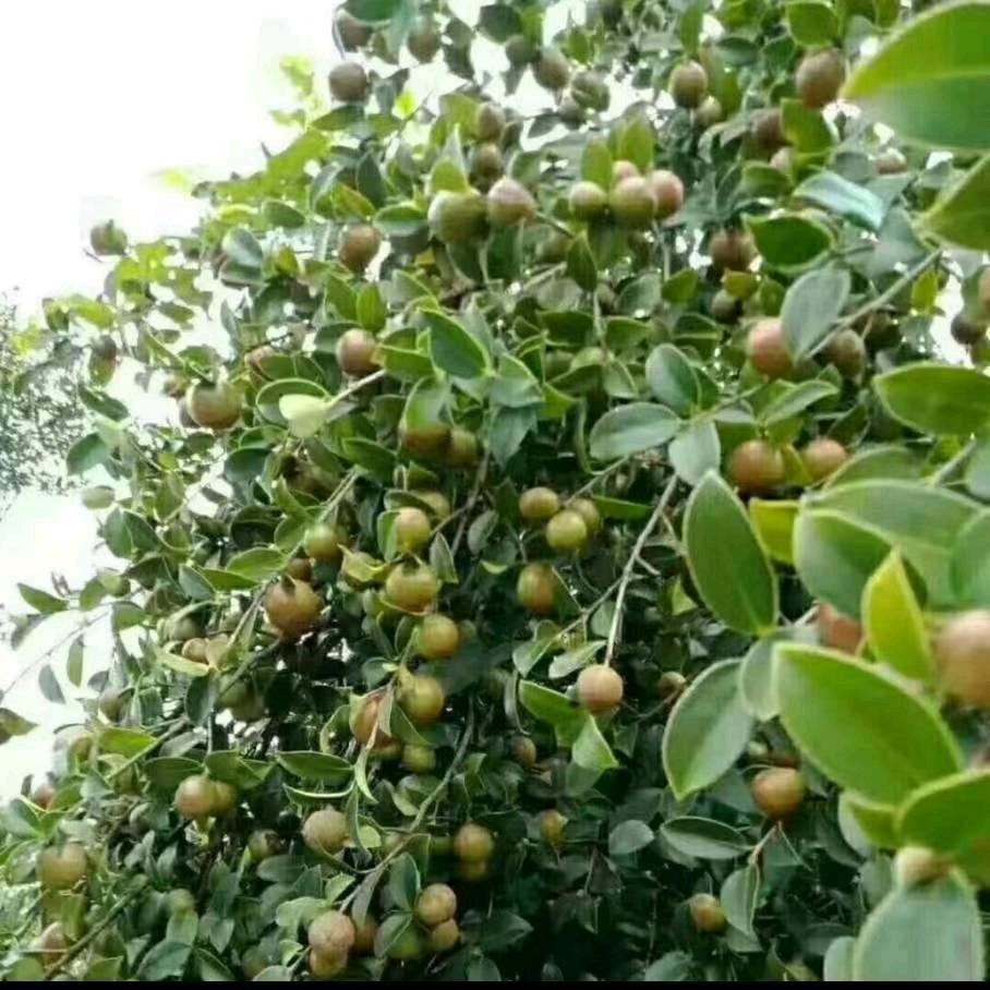 廖橙香