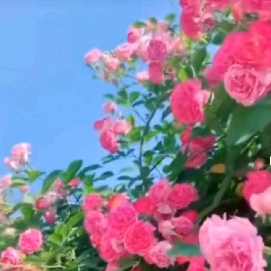 天天好心情🌹🌹🌹