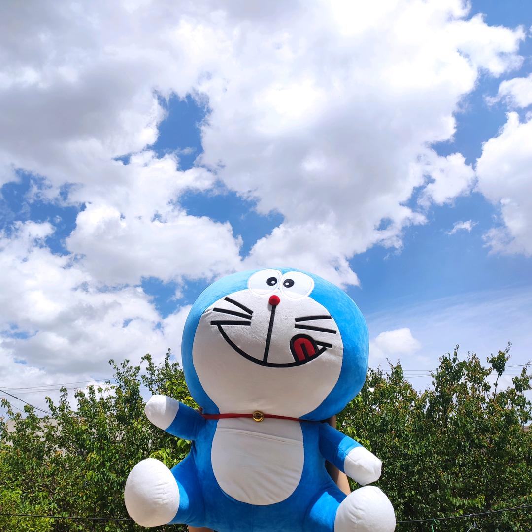一只小肥杨🐏