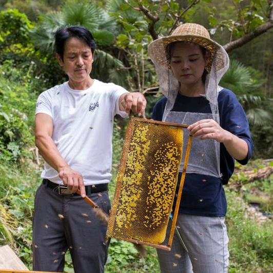 深山蜜源记