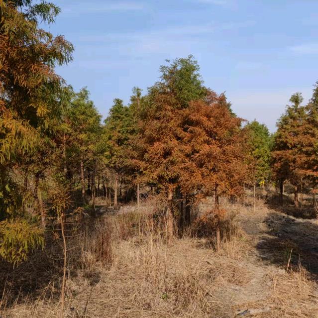 盐城华东花木（落羽杉 水杉 中山杉）