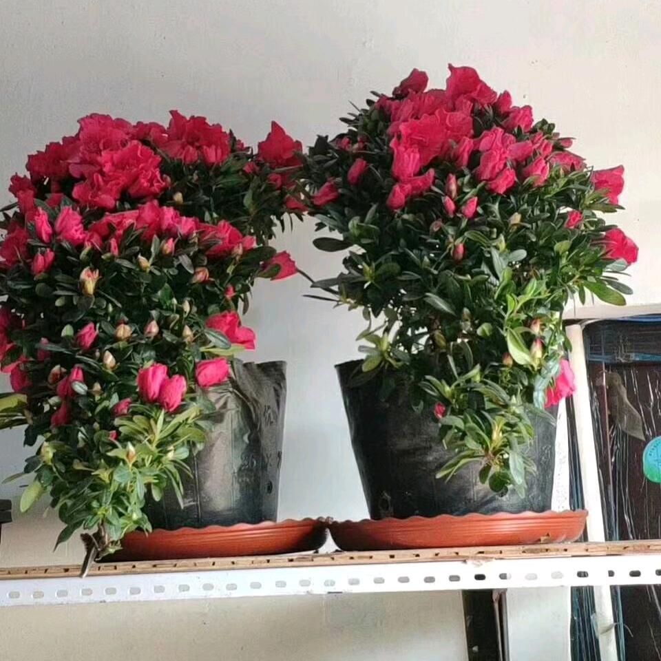 干，就，完，了