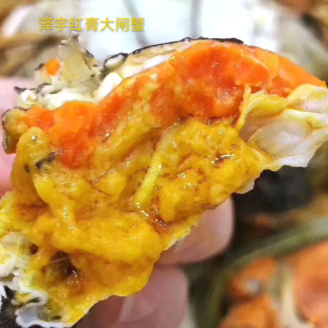 螃蟹哥
