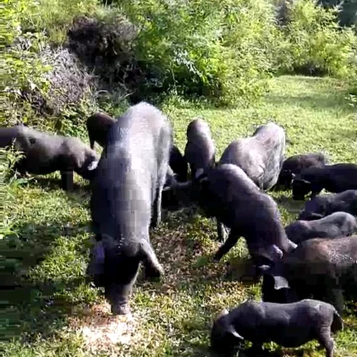 秀山老河沟熟食黑猪