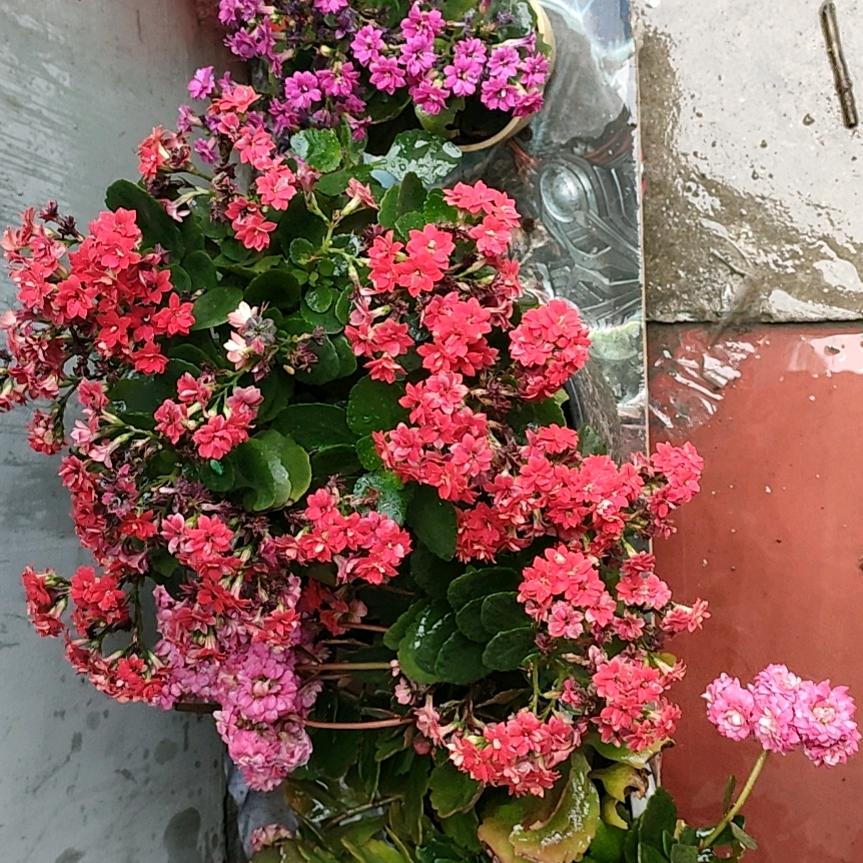 养花养鸟一切随缘