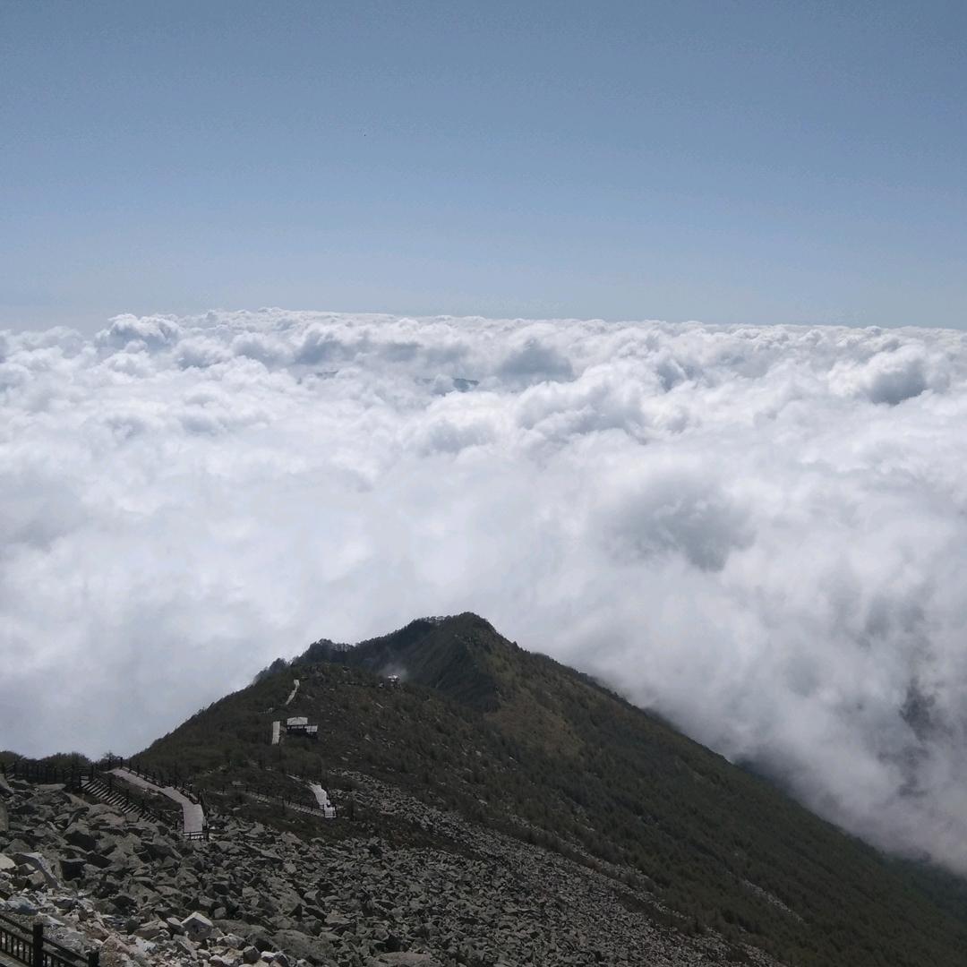 太白山虎哥