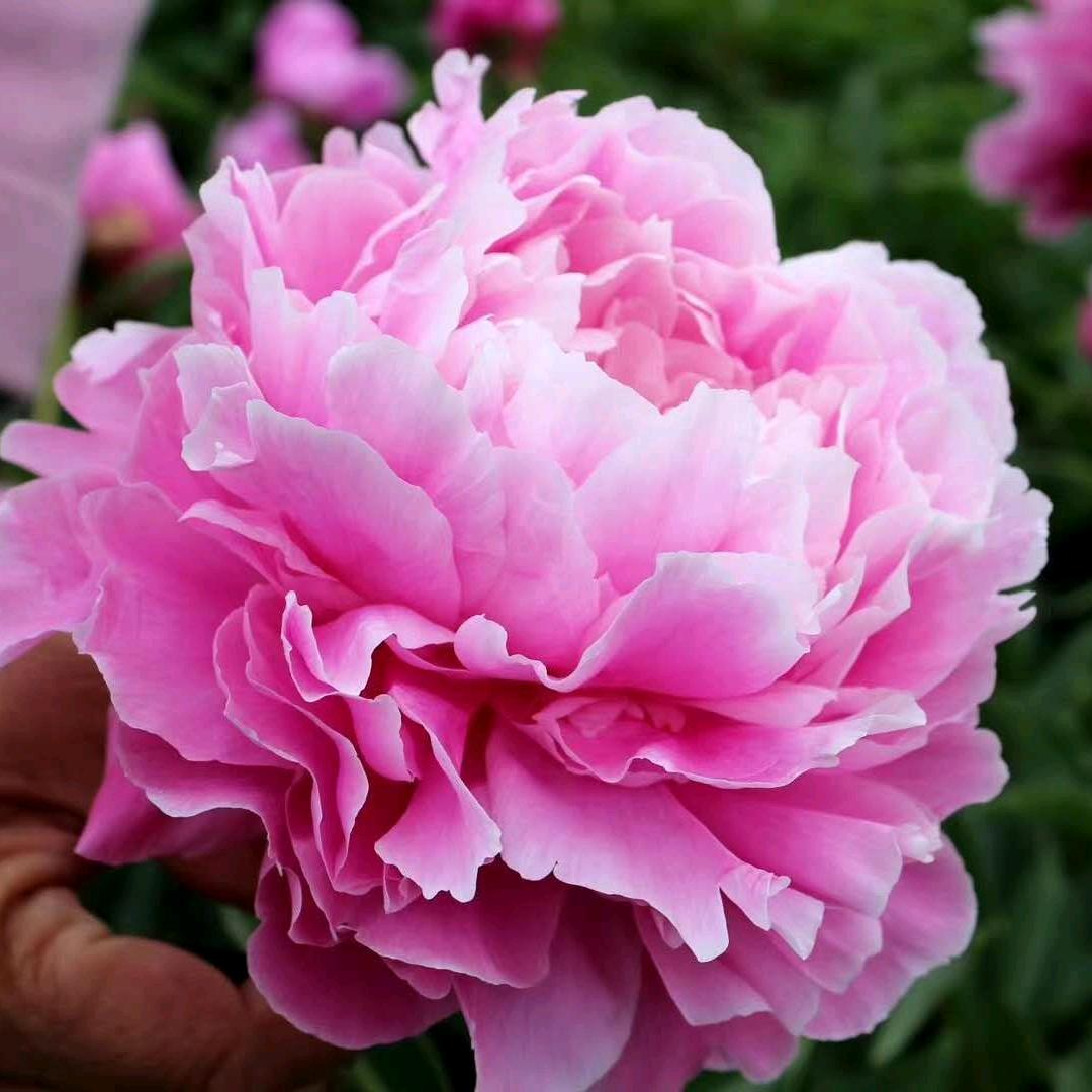 木子李（好物推荐）