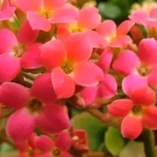 安康如意【善注优选】🌷🌈
