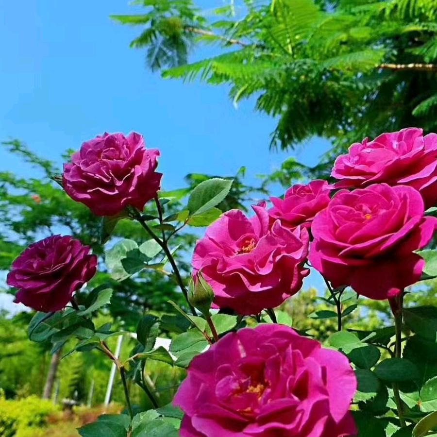 好人一生平安🍒🌹