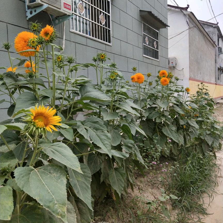 人生如梦，李