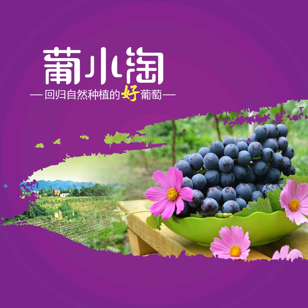 葡小淘原生态葡萄苑