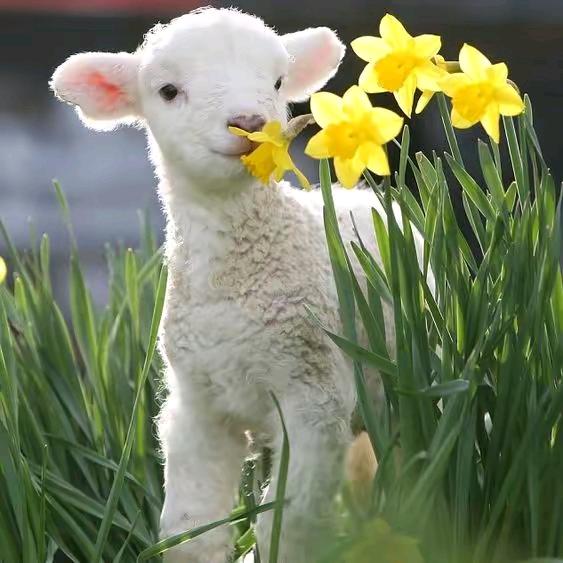 神的小羊🐑