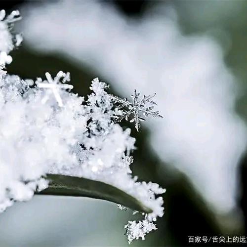 美丽的花朵🌹🌹🌹