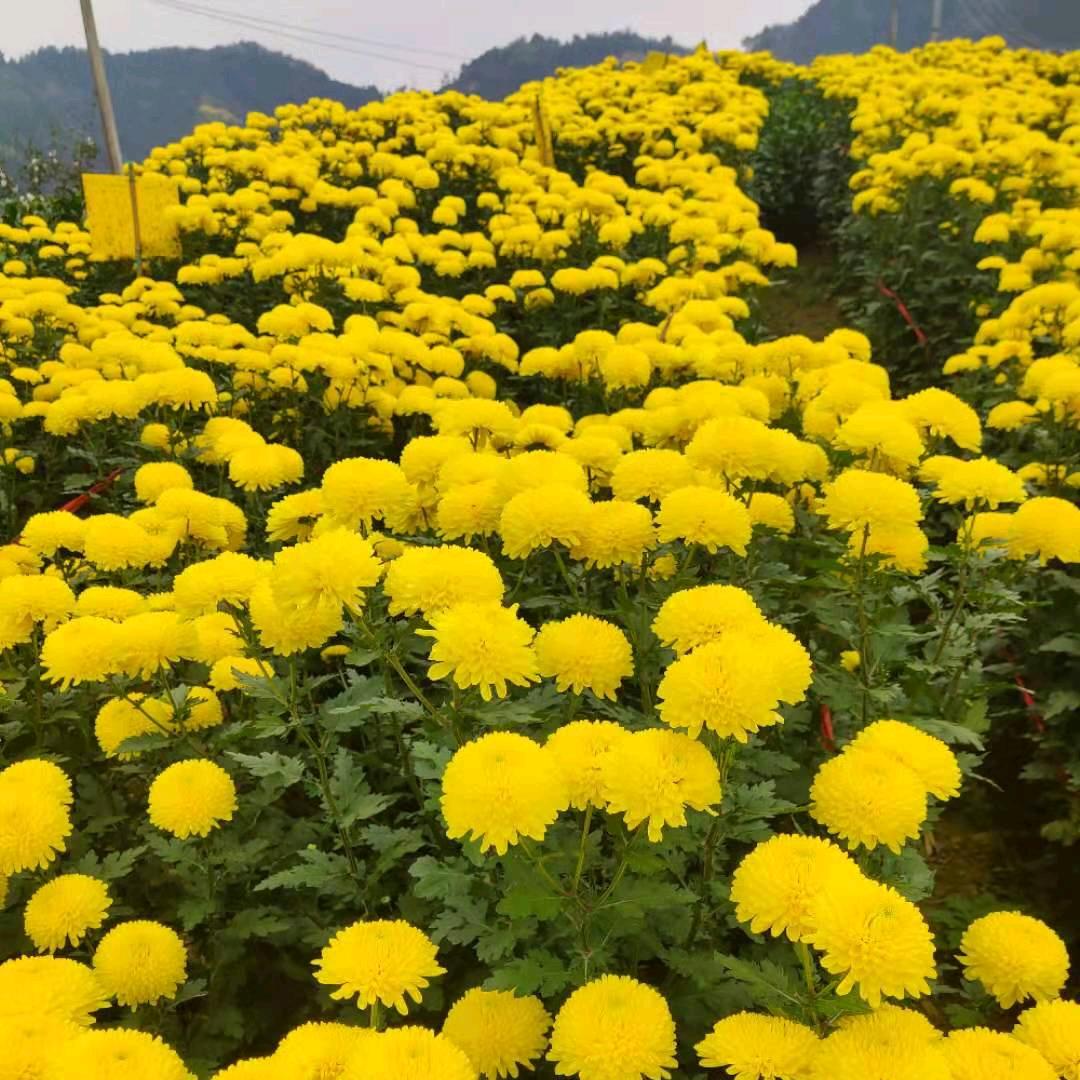 大山云林
