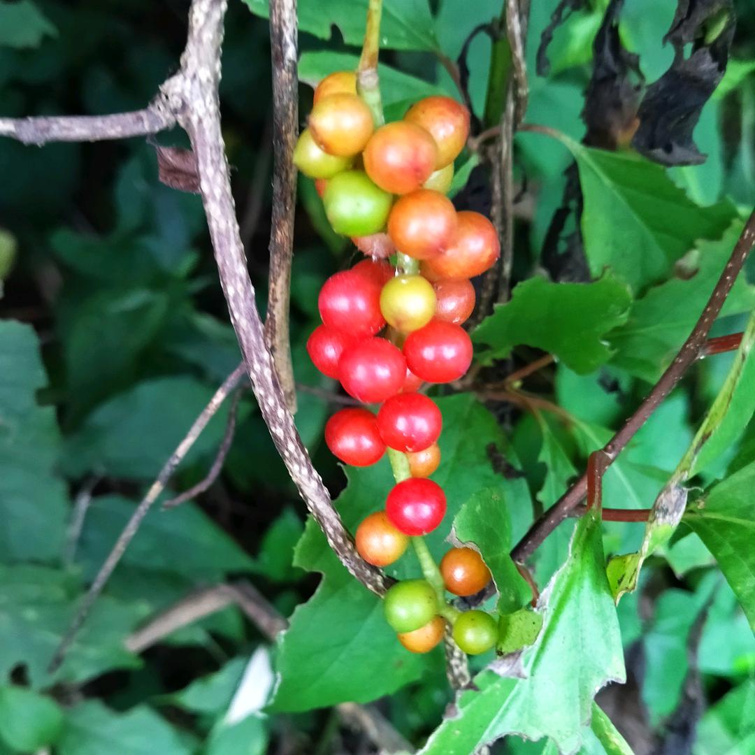 ꧁ℳℓ棒棒哒ℓℳ꧂