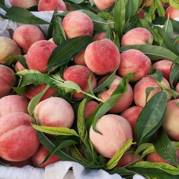 六安市金安区孙岗镇一家人家庭农场