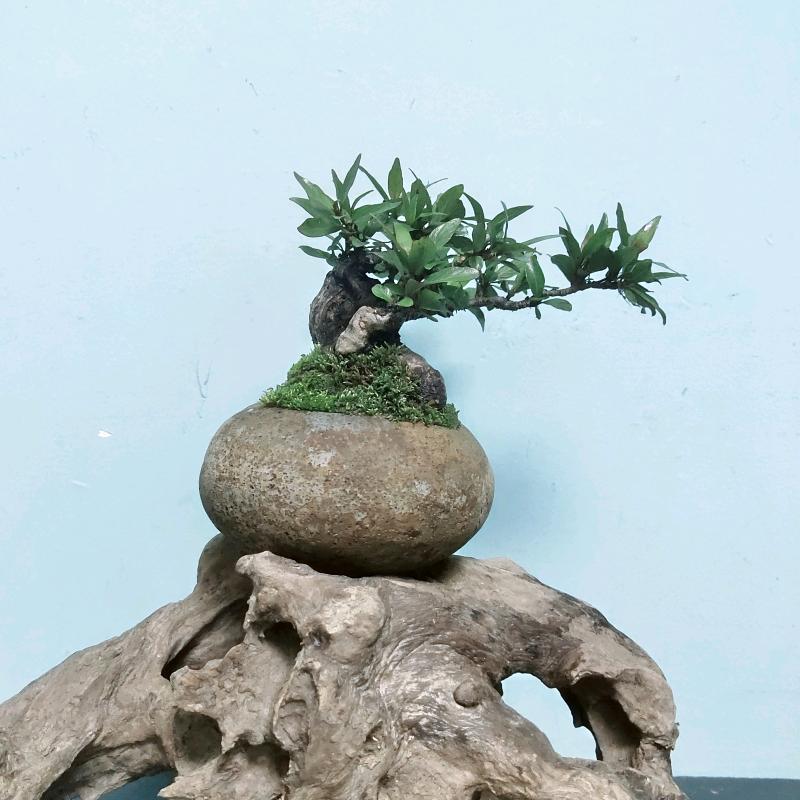 千雲绿植