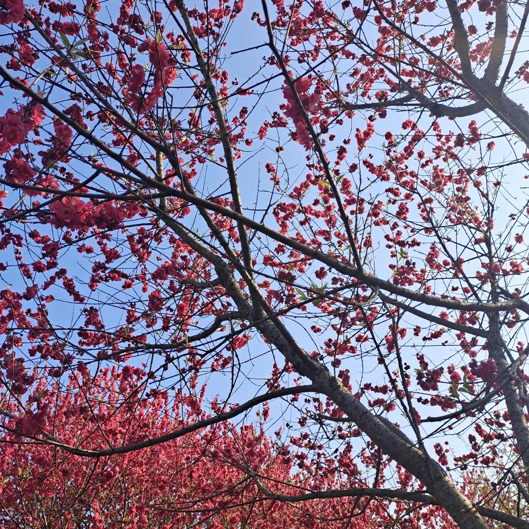 宁WEN