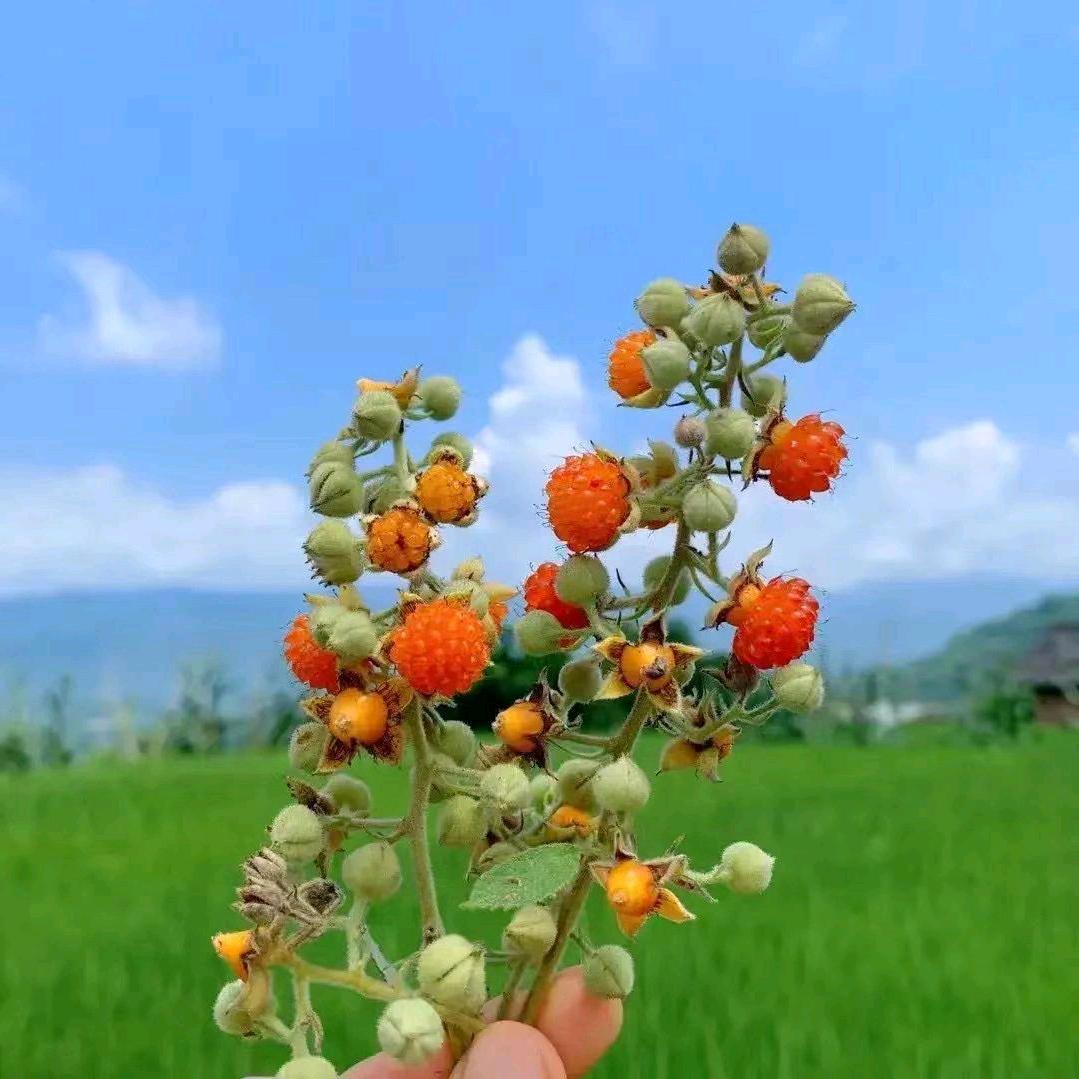 多米