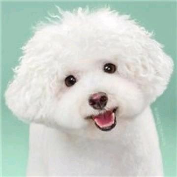环宇萌宠