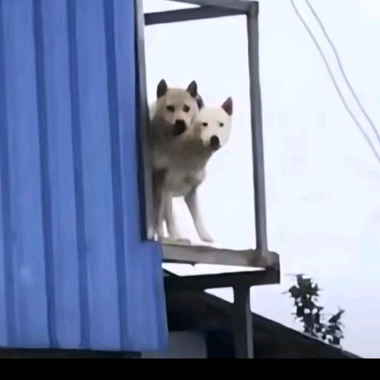 一个体育呆子
