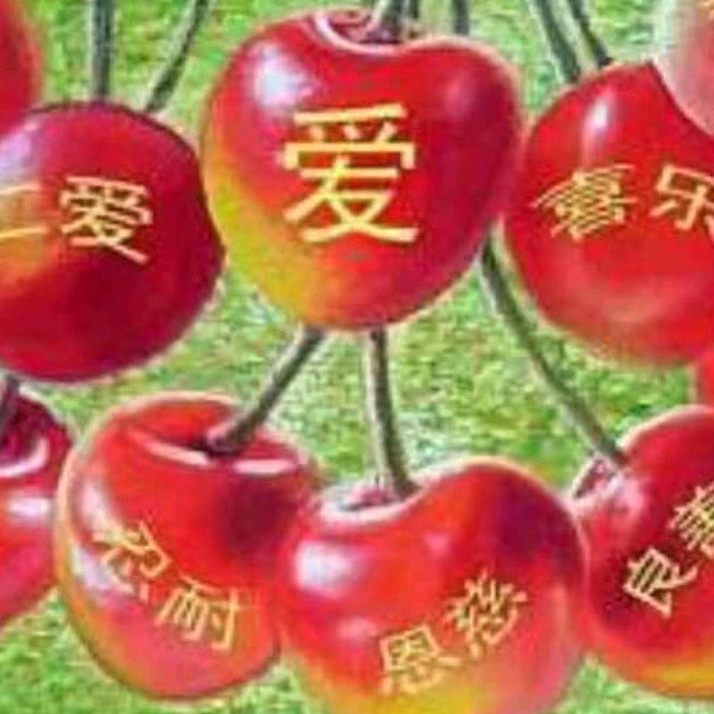 迦南美地（拒绝私聊）